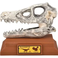 Sale Adventure Planet 6.5" Dinosaur Skull Excavation Dig Kit Velociraptor