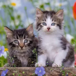 New Ravensburger Kittens - 3x49 Piece Puzzle