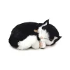Best Perfect Petzzz Black & White Shorthair Kitten